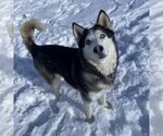 Small Photo #18 Siberian Husky Puppy For Sale in Kanab, UT, USA