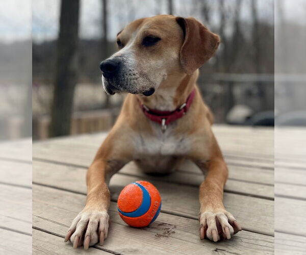 Medium Photo #3 Mutt Puppy For Sale in Elmsford, NY, USA