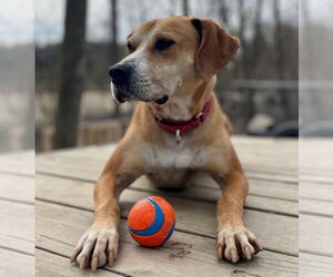 Sampson - Male Mutt Dog for Adoption - Photo #3