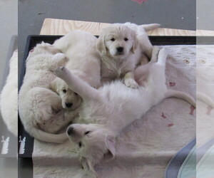 English Cream Golden Retriever Puppy for Sale in NORTHWOOD, Ohio USA