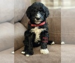 Small Photo #3 Labradoodle Puppy For Sale in LIBERTY, IL, USA