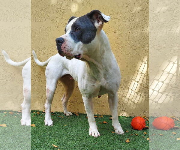 Medium Photo #22 American Bulldog Puppy For Sale in Pompano Beach , FL, USA