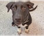 Small #1 Labrador Retriever Mix