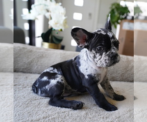 French Bulldog Breed Information and Pictures on PuppyFinder.com