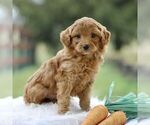 Small Photo #1 Cockapoo Puppy For Sale in GORDONVILLE, PA, USA