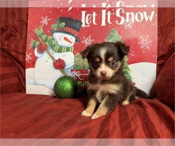 Medium Photo #22 Chihuahua Puppy For Sale in PEMBROKE PINES, FL, USA