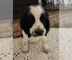 Cocker Spaniel-English Springer Spaniel Mix Puppy for sale in BAYLISS, CA, USA