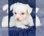 Small #4 Maltese
