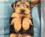 Small #1 Mutt