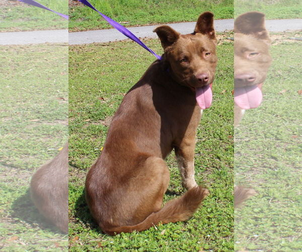 Medium Photo #4 Chocolate Labrador retriever-Unknown Mix Puppy For Sale in Prattville, AL, USA