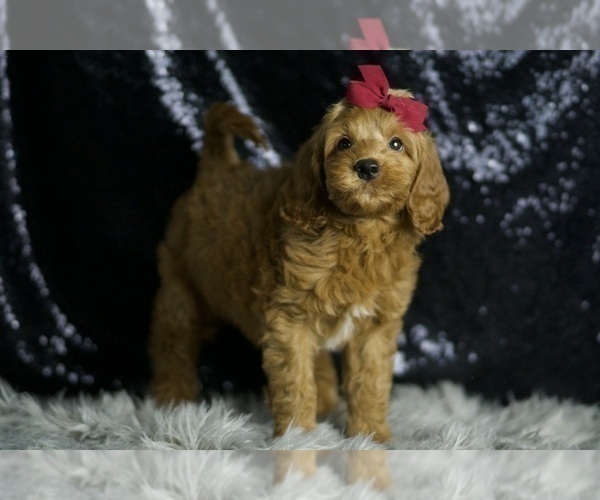 Medium Photo #44 Goldendoodle (Miniature) Puppy For Sale in WARSAW, IN, USA