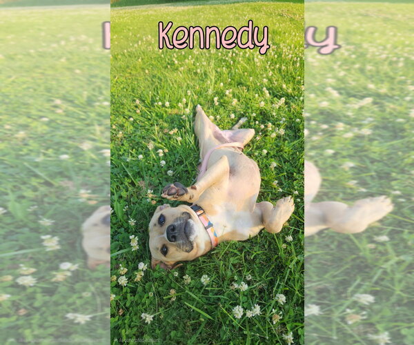 Medium Photo #6 Mutt Puppy For Sale in Port Clinton, OH, USA