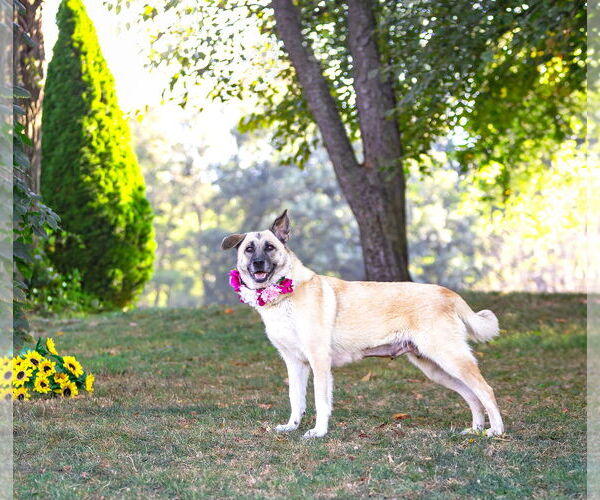 Medium Photo #2 German Shepherd Dog-Unknown Mix Puppy For Sale in Unionville, PA, USA