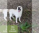 Small Labrador Retriever