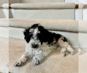 Maltipoo Puppy for sale in WEST BLOOMFIELD, MI, USA