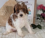 Small #3 Poodle (Miniature)