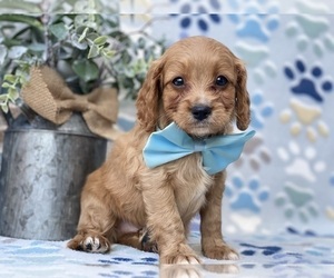Cavapoo Puppy for sale in LANCASTER, PA, USA