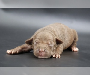 American Bully Puppy for sale in CHAMPAIGN, IL, USA