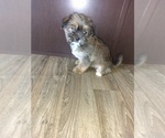 Small Photo #2 Shih Tzu Puppy For Sale in LAPEER, MI, USA