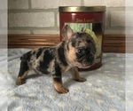 Small Photo #2 French Bulldog Puppy For Sale in MIDDLEBURY, IN, USA