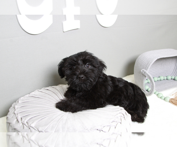 Medium Photo #1 YorkiePoo Puppy For Sale in MARIETTA, GA, USA