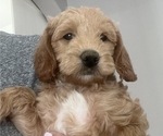 Puppy 5 Labradoodle-Poodle (Miniature) Mix