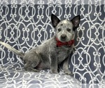 Small #2 Australian Cattle Dog