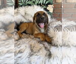 Small #2 Mutt