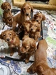 Small Photo #16 Irish Setter Puppy For Sale in BEARTOWN, PA, USA