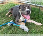 Small American Staffordshire Terrier