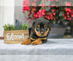 Puppy Harley Rottweiler