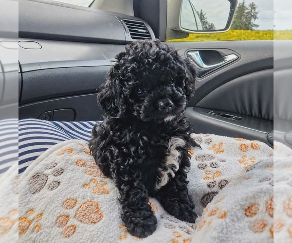 Medium Photo #3 Goldendoodle (Miniature) Puppy For Sale in ASTORIA, OR, USA