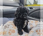 Small #2 Goldendoodle (Miniature)