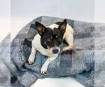 Small #4 Jack-Rat Terrier