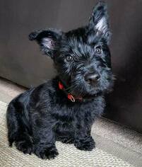 Scottish Terrier Puppy for sale in HUNTERTOWN, IN, USA