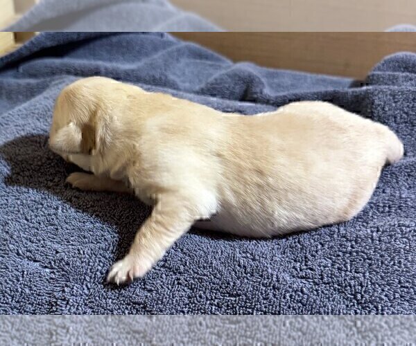 Medium Photo #53 Labrador Retriever Puppy For Sale in HIGH POINT, NC, USA