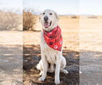 Small #1 Akbash-Great Pyrenees Mix