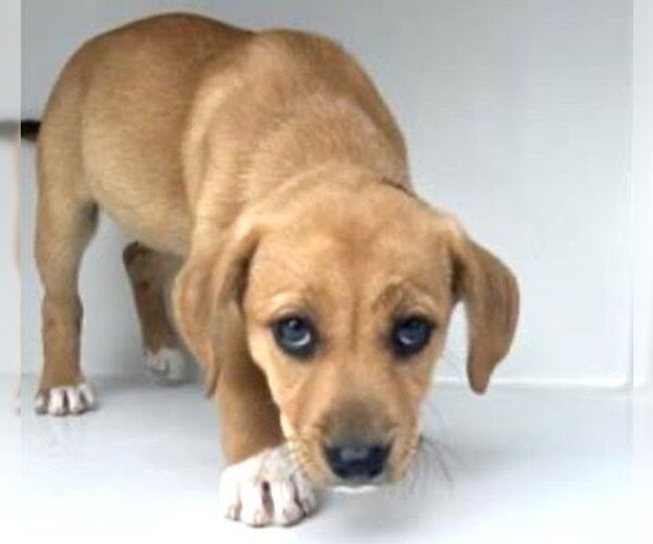 Medium Photo #1 Labrador Retriever-Unknown Mix Puppy For Sale in Houston, TX, USA