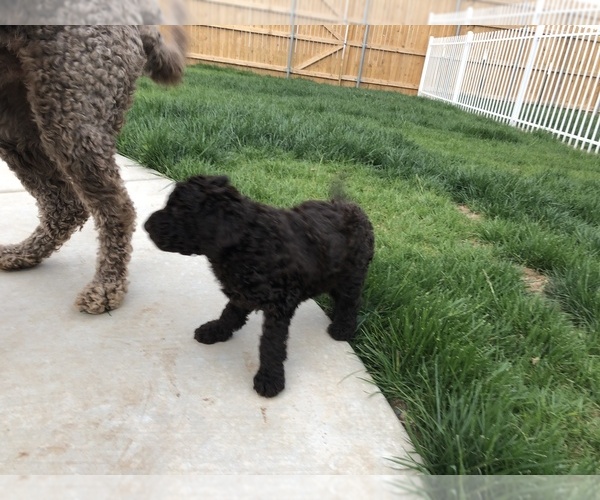 Medium Photo #4 Labradoodle-Poodle (Standard) Mix Puppy For Sale in AMARILLO, TX, USA