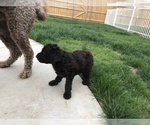 Small Photo #4 Labradoodle-Poodle (Standard) Mix Puppy For Sale in AMARILLO, TX, USA