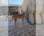 Small #21 German Shepherd Dog-Saluki Mix