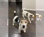 Small Photo #14 Parson Russell Terrier Puppy For Sale in TEMECULA, CA, USA