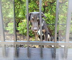 Small #1 Mountain Cur Mix