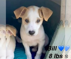 Jack Russell Terrier-Retriever Mix Dogs for adoption in New Orleans, LA, USA