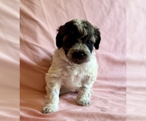 Poodle (Toy) Puppy for sale in MAGNOLIA, TX, USA