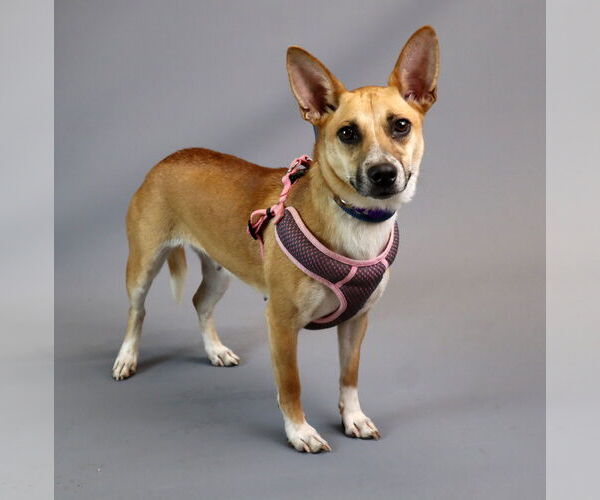 Medium Photo #1 Jack Russell Terrier-Unknown Mix Puppy For Sale in Princeton, MN, USA