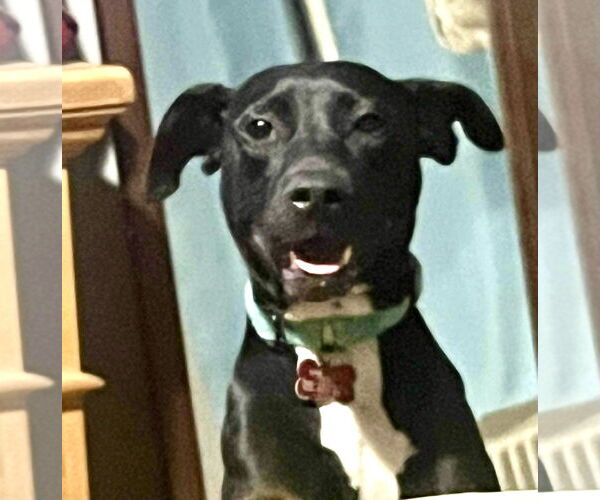 Medium Photo #2 Labrador Retriever-Unknown Mix Puppy For Sale in Mount Laurel, NJ, USA