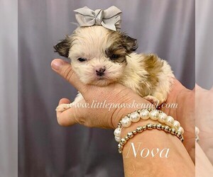 Mal-Shi Puppy for sale in WINNSBORO, LA, USA