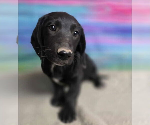 Medium Photo #3 Dachshund-Labrador Retriever Mix Puppy For Sale in Lakewood, CO, USA