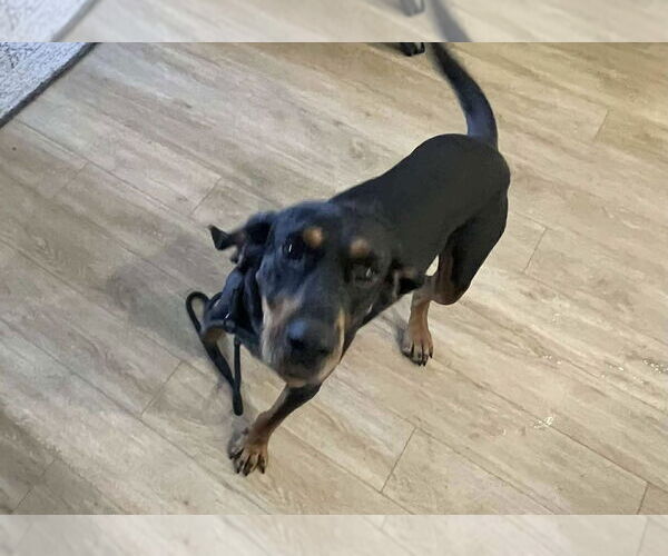 Medium Photo #4 Black and Tan Coonhound Puppy For Sale in Foristell, MO, USA